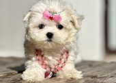 Kar beyaz Maltese terrier mini yavrularımız